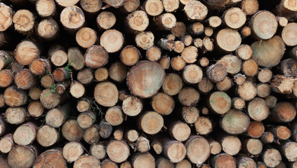 Logging in yorkshire