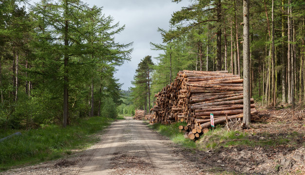 Logging in yorkshire