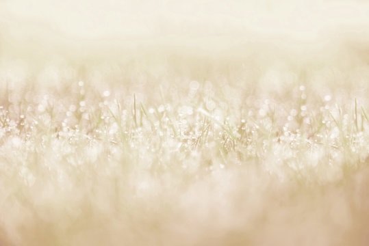 Grass Background : Abstract natural background  grasses