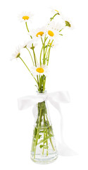 Camomiles in a transparent vase