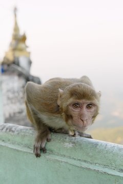 Portrait of a monkey, Mount Popa, Bagan, Burma