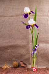 Flowers an iris in a vase