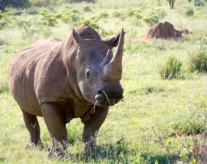 Fototapeta premium White Rhinoceros grazes in a protected park