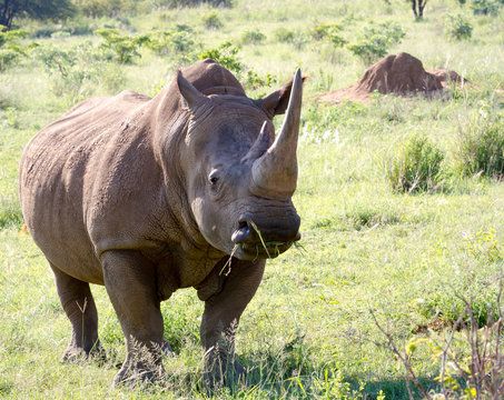 White Rhinoceros grazes in a protected park