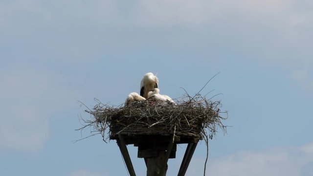 European white stork (Ciconia ciconia) family with three chicks sitting down on the nest on a pole during spring.