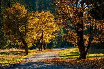 Track path in mountain forest © pab_map