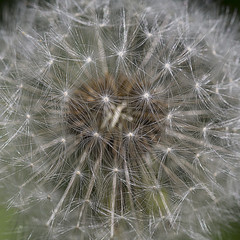 Obraz na płótnie Canvas dandelion close-up , background