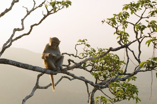 Monkey sitting in a tree, Mount Popa, Bagan, Burma