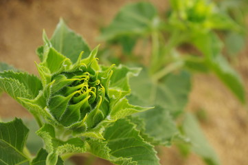 Sunflower field, Sunflowers blooming,yellows flowers