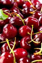 Frisch Wildkirschen