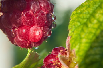 Ripe raspberries on a branch macro.