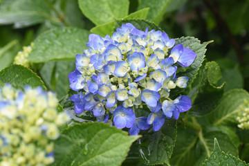 Blue hydrangea flowers.