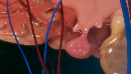 Fototapeta premium Pituitary gland