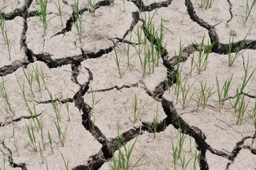 Cracked arid rice field texture background.