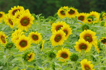 Obraz premium Sunflower field, Sunflowers blooming,yellows flowers