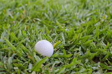 Golf ball on the lawn.