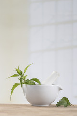 Freshly cut white nettles in mortar