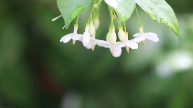 HD footage of white flowers are fragrant (Wrightia religiosa Benth.) 
