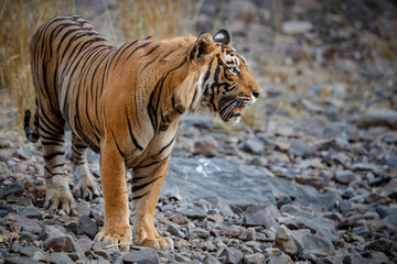 Royal bengal tiger, Panthera tigris tigris, beautiful tiger male stands in the nature habitat, dominant male, Ranthambhore national park, India