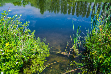 Lake with still water in summer