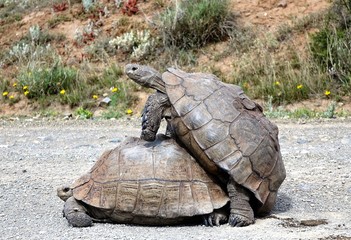 Fototapeta premium Tierisches Verhalten der Schildkröten
