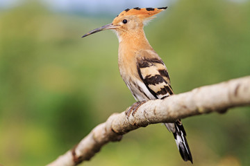 hoopoe image for Identification