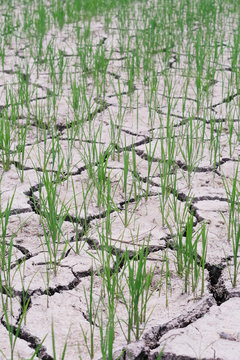 Rice sprouts on arid field.