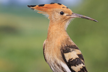 Portrait of hoopoe turn heads