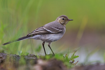 White wagtail young bird