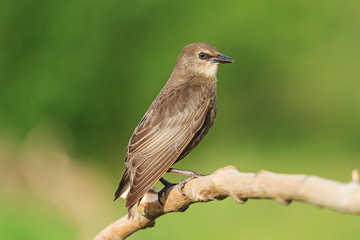 young black starling sits on a branch