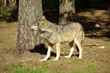 BELOVEZHSKAYA PUSHCHA, BELARUS - MAY, 2013: Wild wolf in a cage
