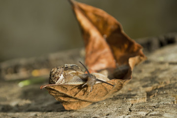 Caracol sobre una hoja seca