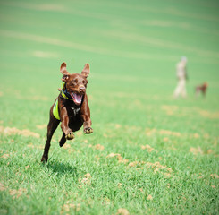 Running dog on hunt, german shorthair pointer, hunting pointer, dog with green vest