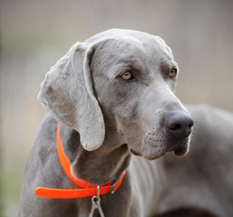 Weimaraner dog, detail of head, orange collar