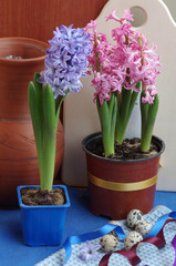 Happy Easter. A colorful hyacinth and quail eggs