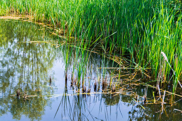 Tall grasses and water