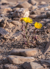 new coltsfoot flower