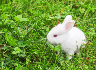 live white bunny