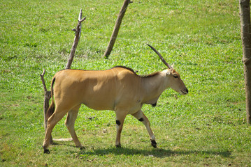 PATTAYA, THAILAND - January, 2013: Animal in Khao Kheow Open Zoo