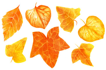 Set of hand painted, golden toned leaves on white background
