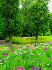 菖蒲園風景
