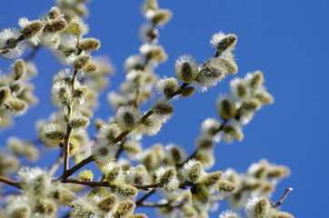 Pussy-willow branches with catkins