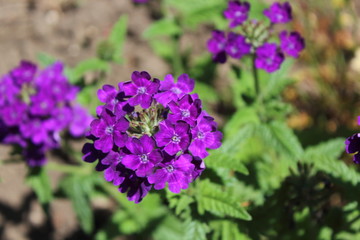 purple flower