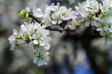 Blooming white plum branch