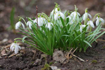 Spring snowdrop flowers