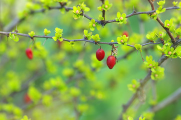 Branch of a barberry close-up