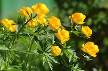 Globeflower