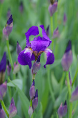 Purple iris
