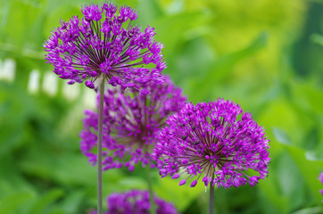 Fototapeta premium Flowering allium