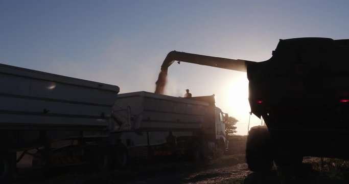 4K view of combine harvester harvesting corn